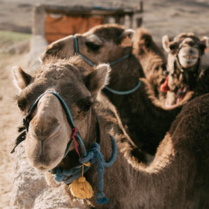 Terre des Etoiles Dromadaires Anais_Armand_Petrier
