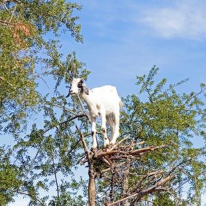 Désert d'Agafay et campagne d'Essaouira