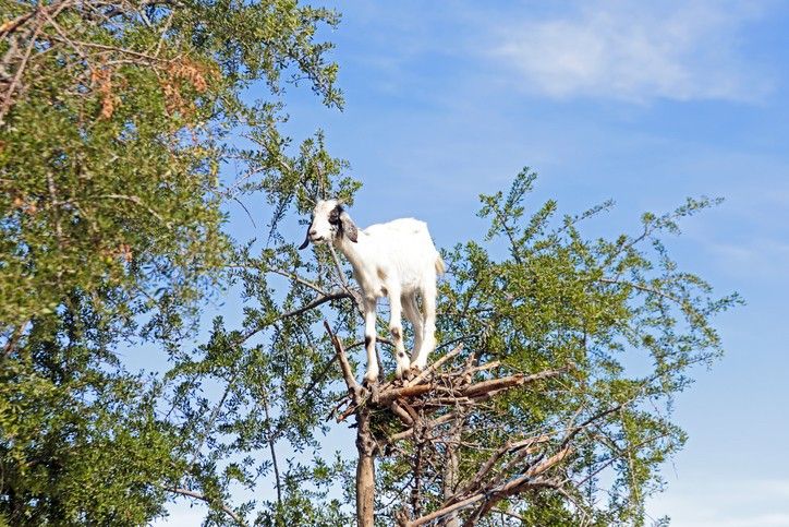 Désert d'Agafay et campagne d'Essaouira