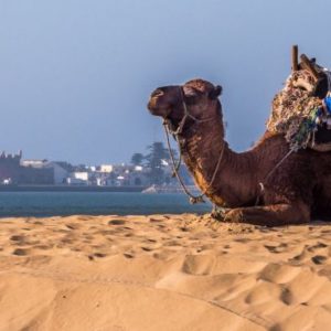 Essaouira ville, océan et campagne