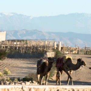 Excursion Agafay Déjeuner et balade dromadaire Maroc