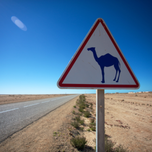 Excursion Agafay Déjeuner et balade dromadaire Maroc