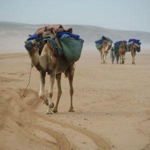Mini rando atlantique au sud d'Essaouira
