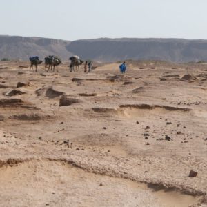 Rando Chamelière dans la vallée du Draa