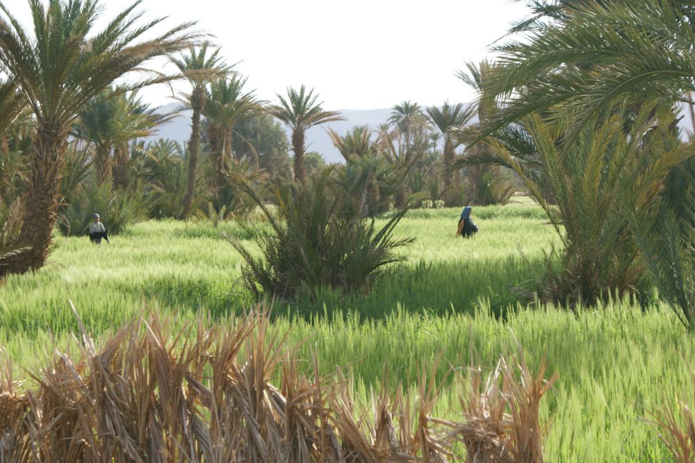 Rando Chamelière dans la vallée du Draa