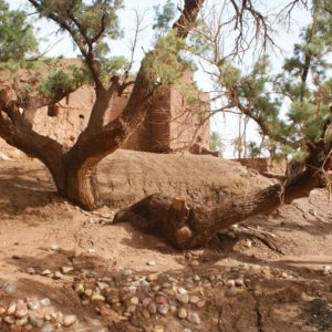 Rando Chamelière dans la vallée du Draa
