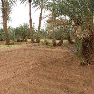 Rando Chamelière dans la vallée du Draa