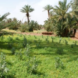 Rando Chamelière dans la vallée du Draa