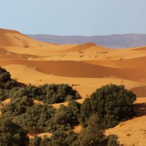 Rando chamelière dans les dunes du Sahara