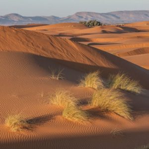 Rando chamelière dans les dunes du Sahara