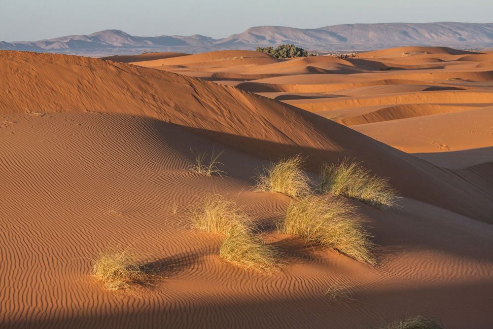 Rando chamelière dans les dunes du Sahara