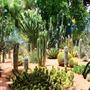 Visite des jardins de Marrakech